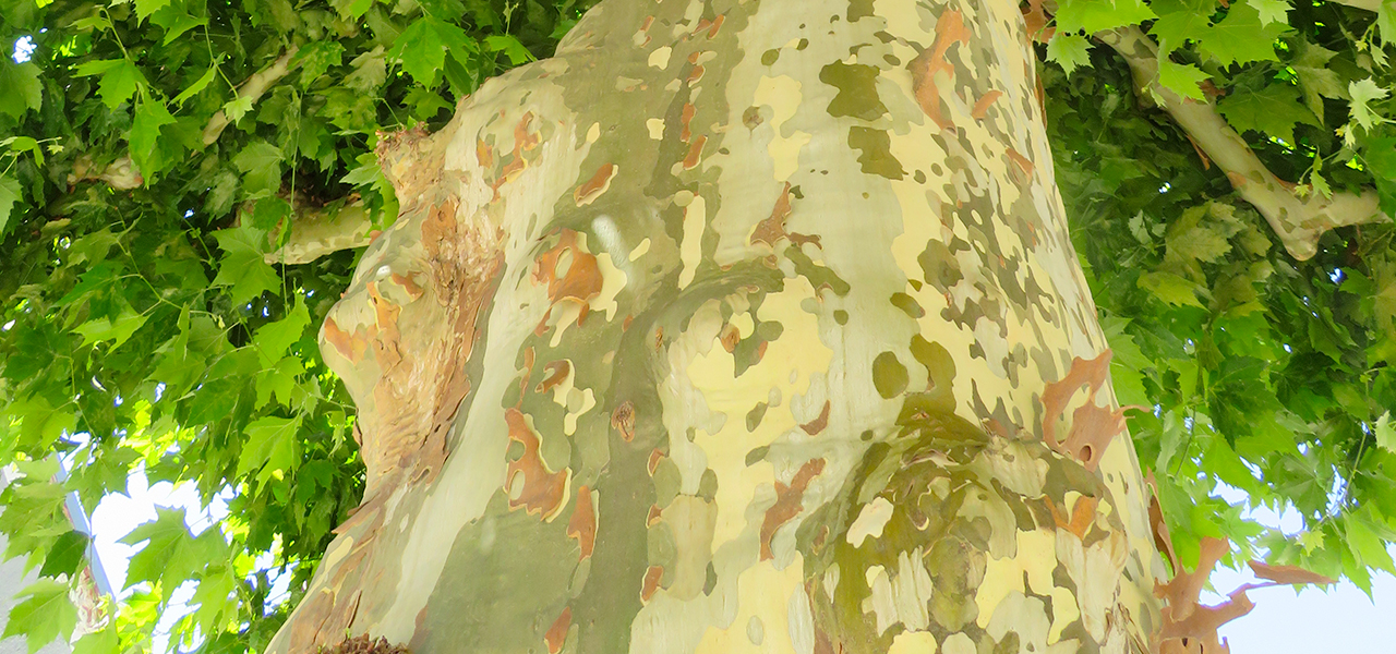 Lire une Bastide : l’art de l’architecture en Provence